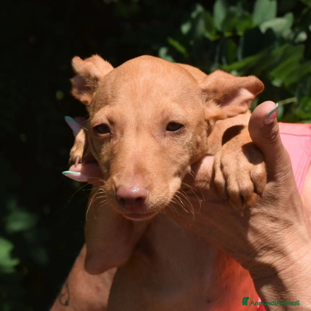 Meticcio cani in regalo: silvio - Annuncio 5