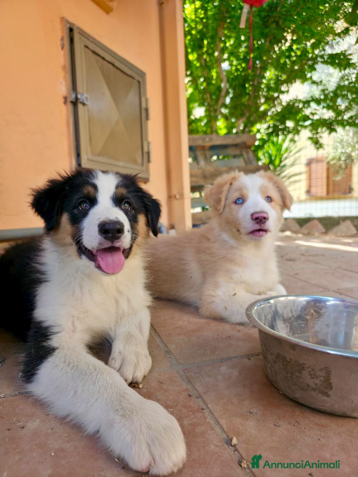Australian Shepherd cani cuccioli di pastore Australiano con pedigree ENCI - Annuncio 14