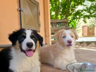 Australian Shepherd cani cuccioli di pastore Australiano con pedigree ENCI - Annuncio 14