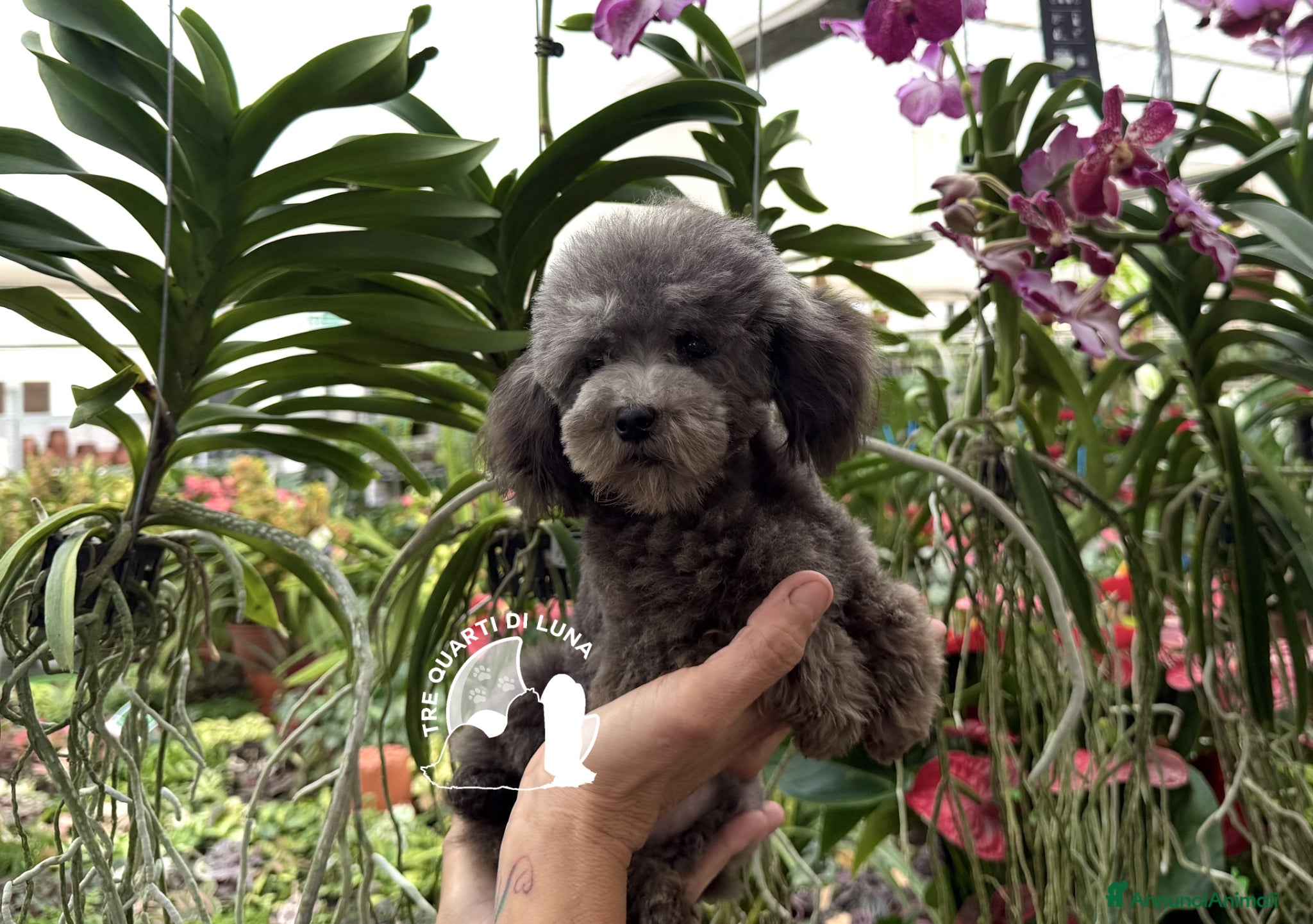 Barboncino Toy cani Barboncino Toy Pedigree ENCI Cuccioli Selezionati - Annuncio 1