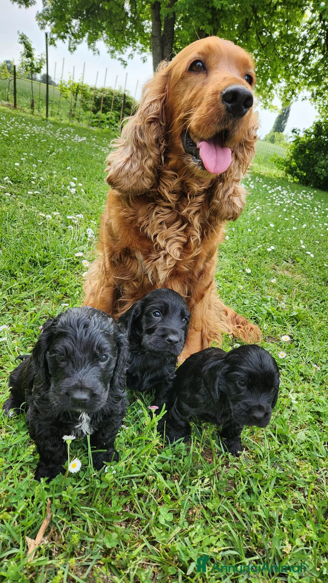 Cocker cani in vendita: Cuccioli di cocker a Provincia di Padova - Annuncio 4