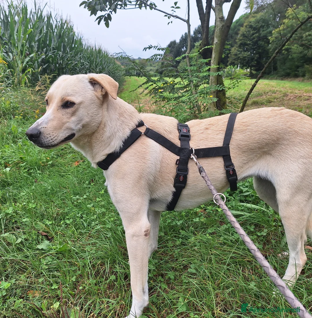 Labrador cani in regalo: Diana un cane dolcissimo in cerca di casa - Annuncio 1