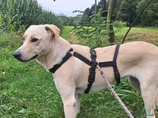 Labrador cani in regalo: Diana un cane dolcissimo in cerca di casa - Annuncio 1