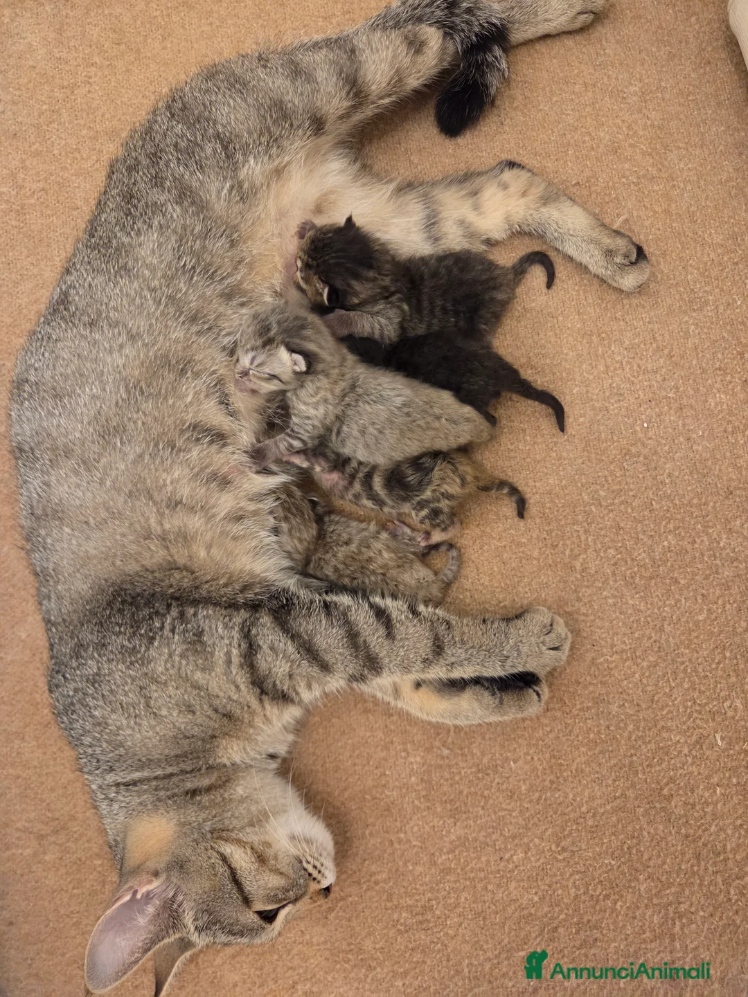 Altre razze gatti in vendita: Meravigliosi Cuccioli in Arrivon  🐾 - Annuncio 2