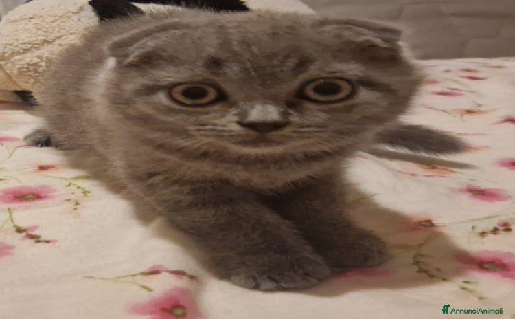 Scottish gatti a Province of Verona - Annuncio 1