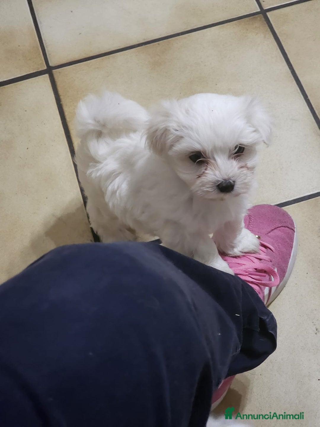 Maltese cani in vendita: Cucciole di maltese - Annuncio 2