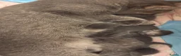Scottish gatti in vendita: Gattini Scottish  a Città Metropolitana di Napoli - Annuncio 1