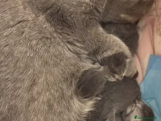 Scottish gatti Gattini Scottish - Annuncio 18