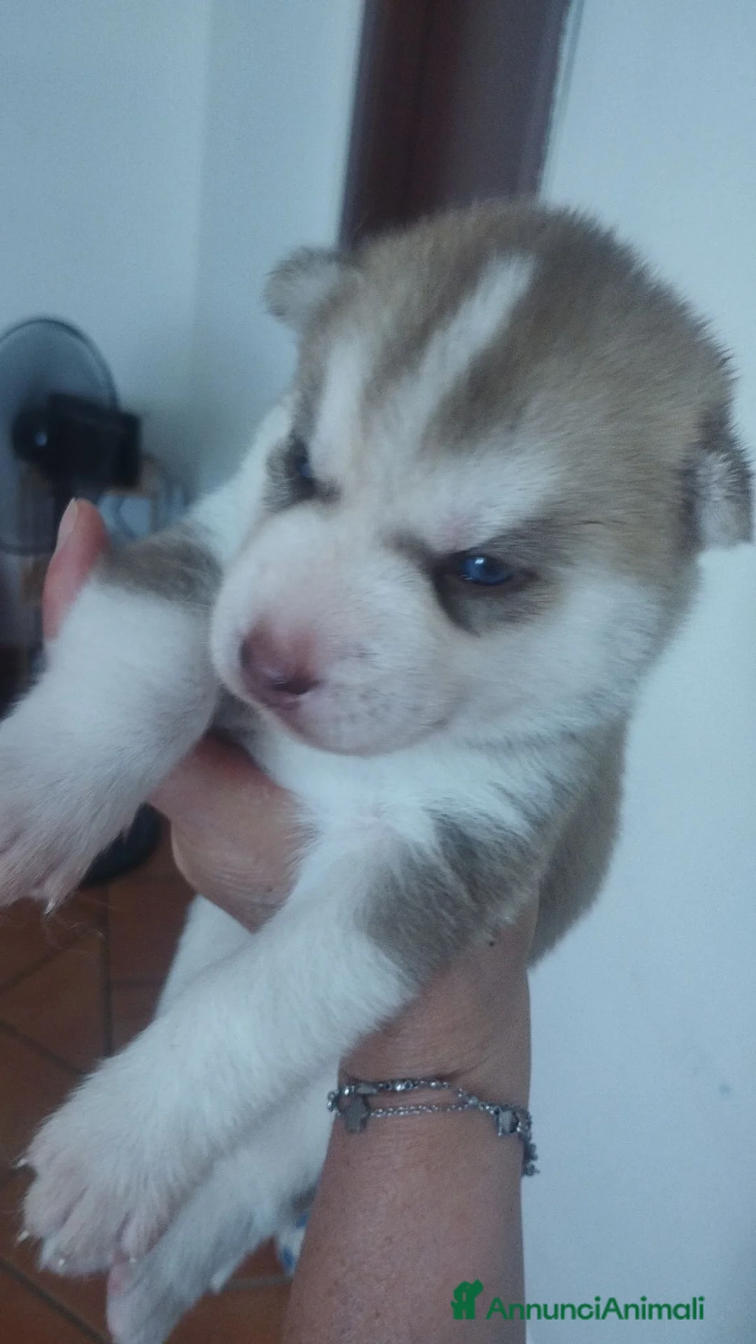 Husky cani in vendita: Cuccioli di husky  a Città metropolitana di Roma Capitale - Annuncio 2
