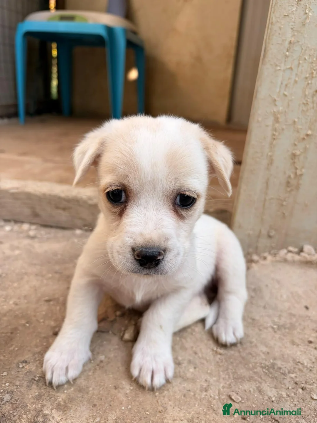 Meticcio cani in regalo: LA PICCOLA NOCCIOLINA - Annuncio 4