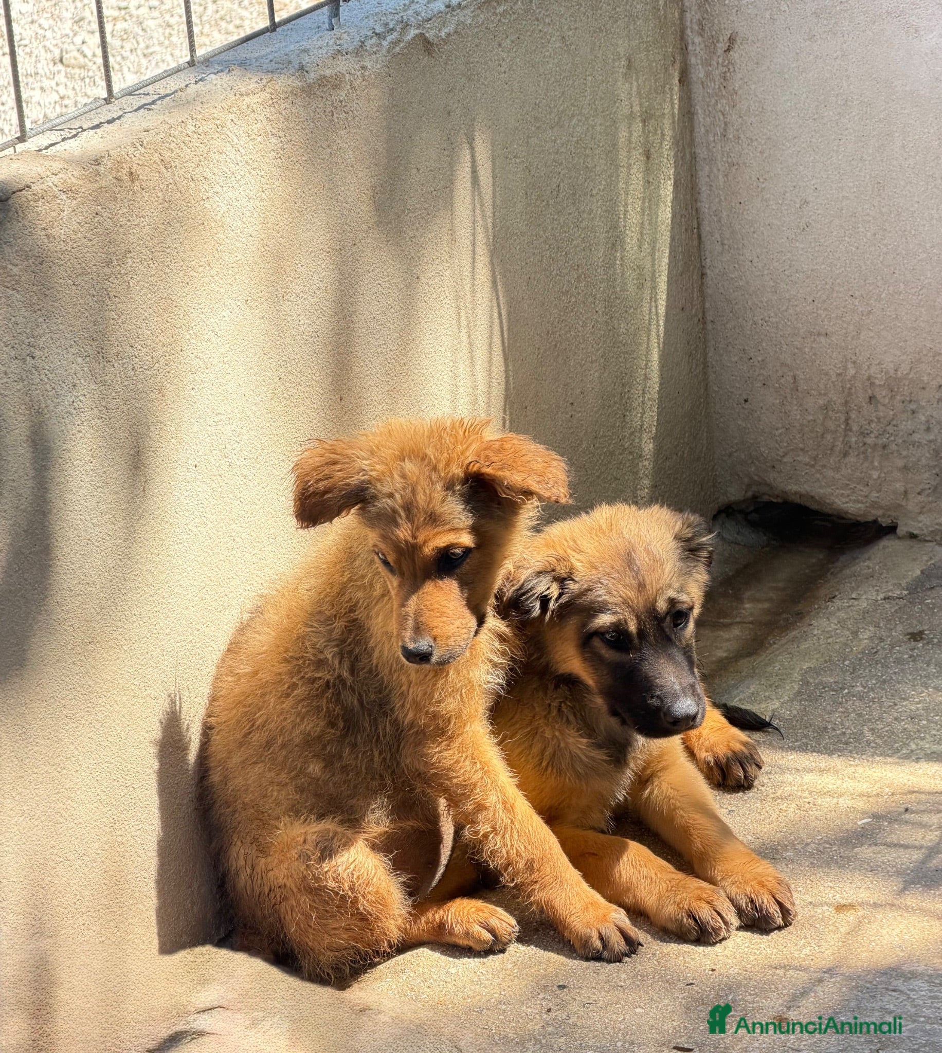 Meticcio cani Rose e Lea - Annuncio 1