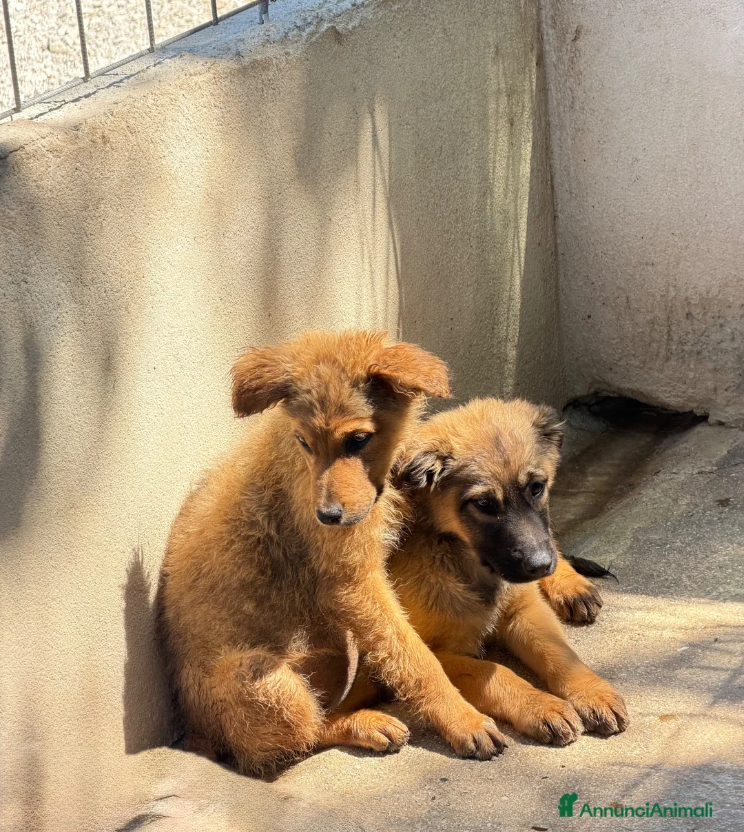 Meticcio cani in regalo: Rose e Lea a Provincia di Parma - Annuncio 1