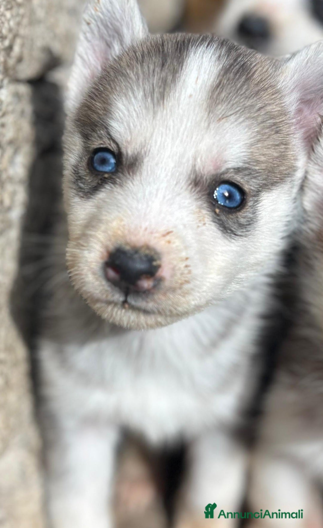 Husky cani Husky siberian  - Annuncio 1