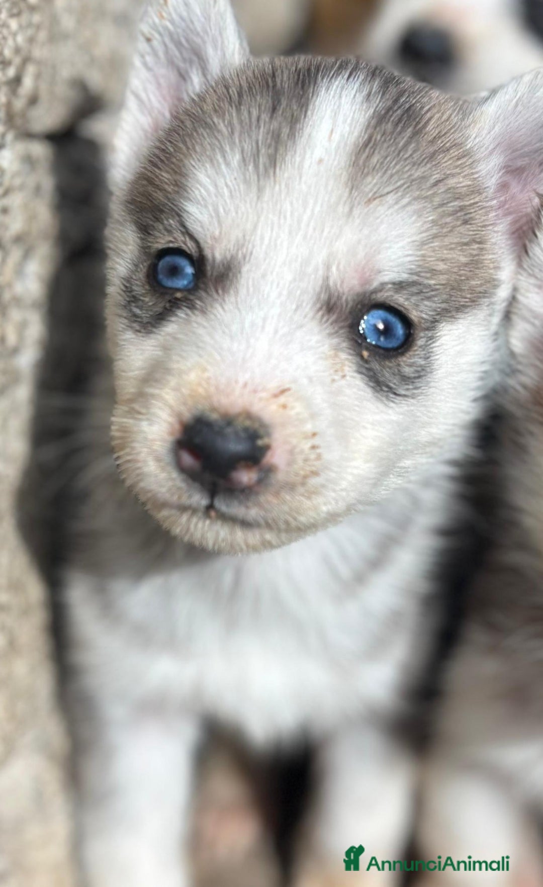 Husky cani in vendita: Husky siberian  - Annuncio 1