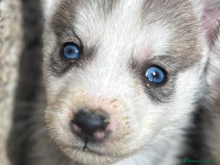 Husky cani Husky siberian - Annuncio 1