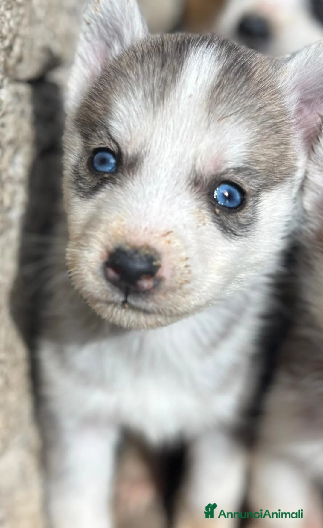 Husky cani in vendita: Husky siberian  - Annuncio 1