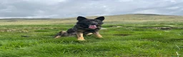 Pastore Tedesco cani per accoppiamento: Pastore tedesco maschio per accoppiamento a Provincia di Biella - Annuncio 2
