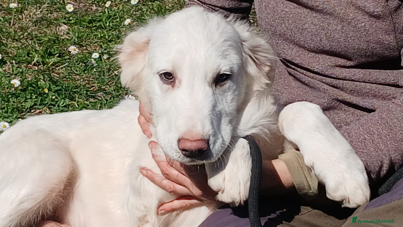 Meticcio cani GOLIA E' RIMASTO SOLO, HA BISOGNO DI TE - Annuncio 14