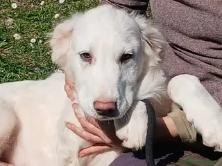 Meticcio cani GOLIA E' RIMASTO SOLO, HA BISOGNO DI TE - Annuncio 29