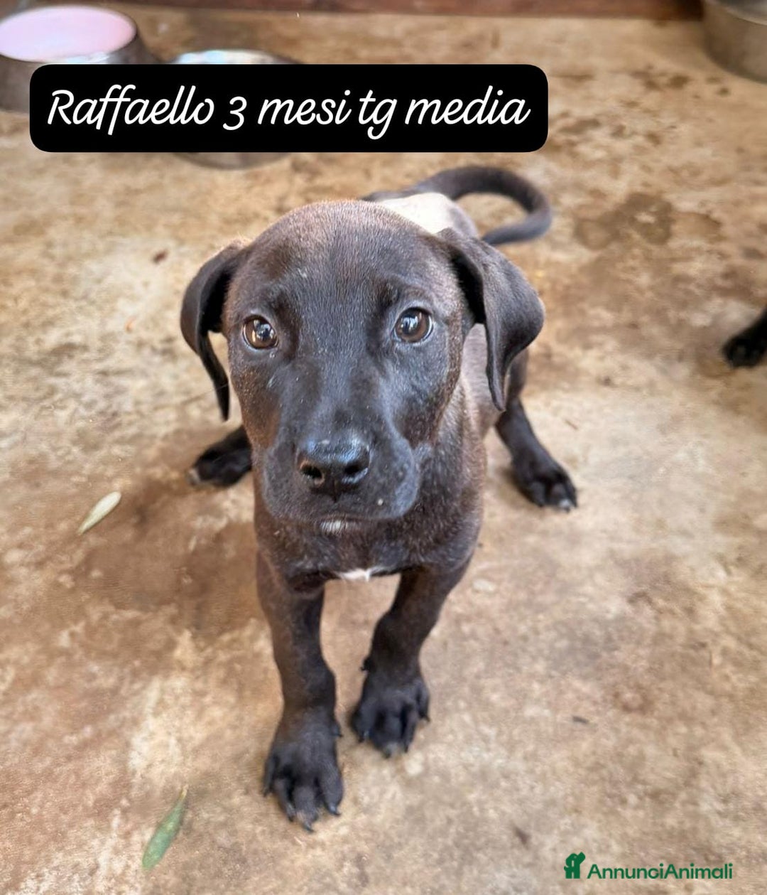 Meticcio cani in regalo: Adotta un cucciolo invisibile  - Annuncio 8