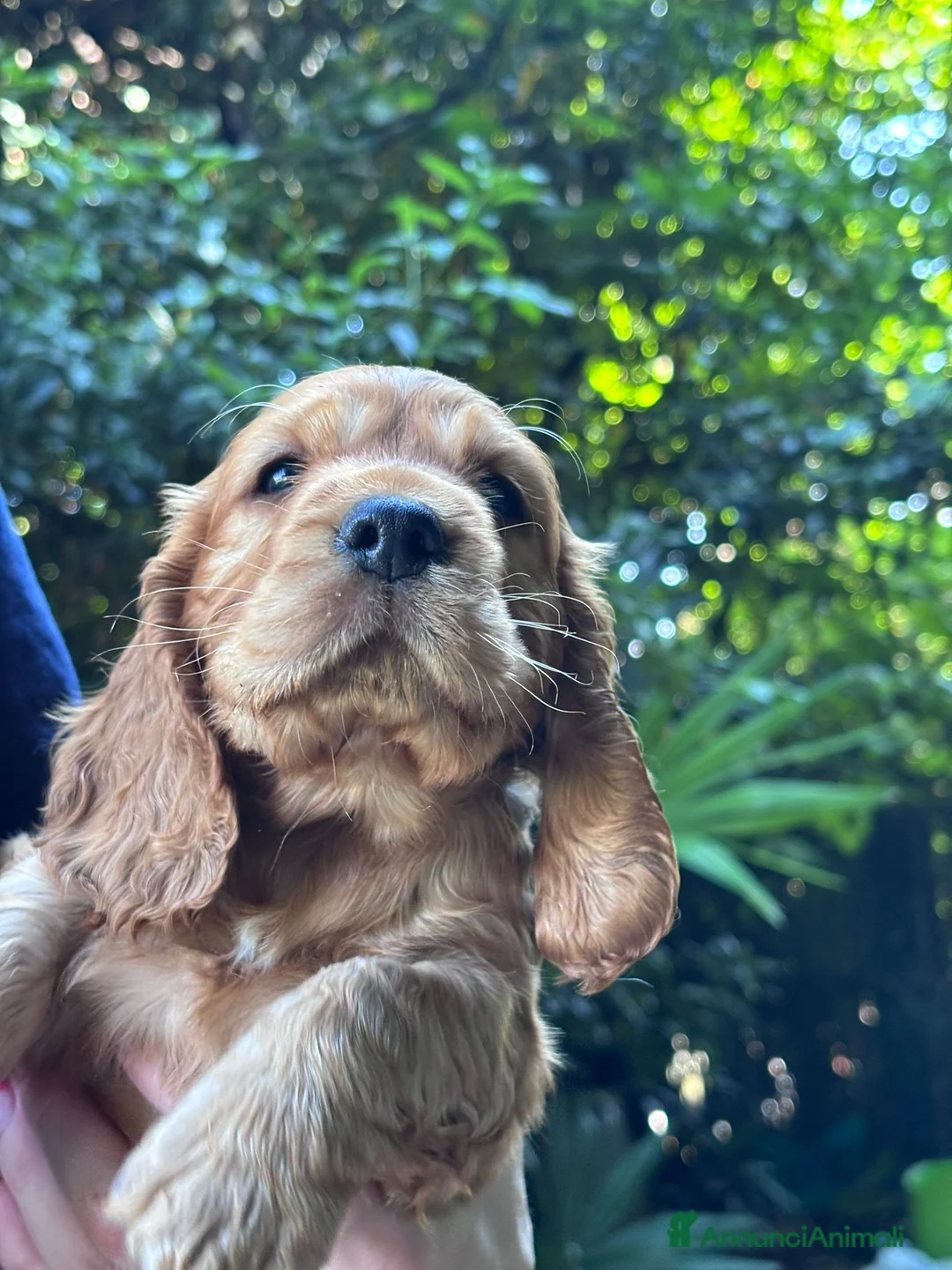Cocker cani in vendita: Cuccioli Cocker Spaniel a Provincia di Vicenza - Annuncio 7