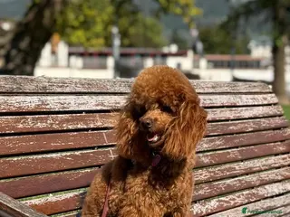 Barboncino cani Barboncino fulvo - Annuncio 1