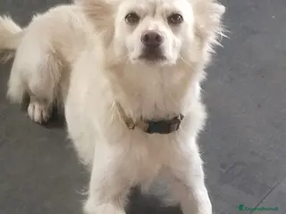 Meticcio cani Pepper, una pelosetta dolcissima - Annuncio 2