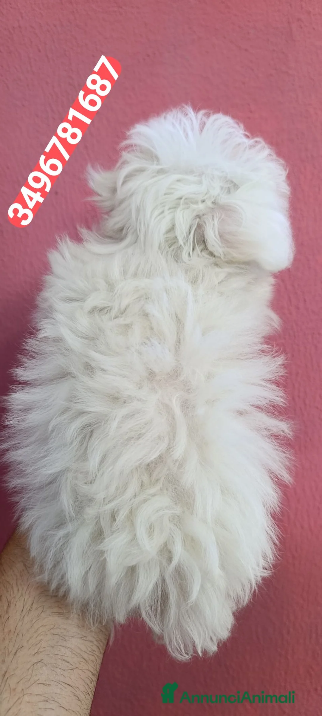 Maltese cani in vendita: MALTESE ultimo meraviglioso batuffolino - Annuncio 2