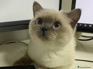 British gatti Cuccioli di british - Annuncio 11