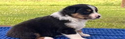 Australian Shepherd cani in vendita: Cuccioli Australian Shepherd - Annuncio 4