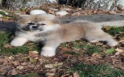 Akita Inu cani in vendita: CUCCIOLI DI AKITA - MONZA/BRIANZA E COMO a Province of Como - Immagine 5