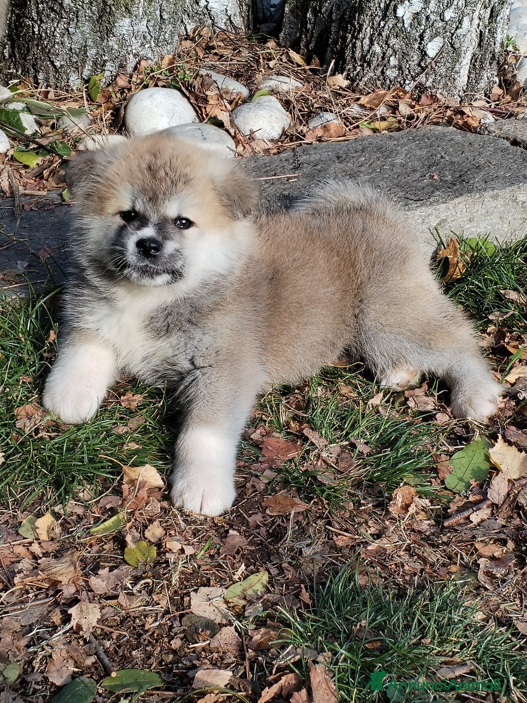 Akita Inu cani in vendita: CUCCIOLI DI AKITA - MONZA/BRIANZA E COMO a Province of Como - Immagine 5