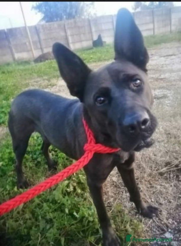 Meticcio cani Mix Belga/Corso giovane,buono e invisibile.SALERNO a Città metropolitana di Milano - Annuncio 2