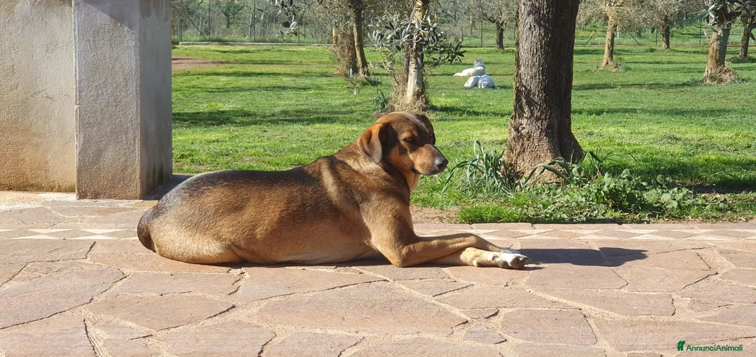 Meticcio cani in regalo: MINA una vita difficile dea raccontare a Pomezia - Annuncio 4