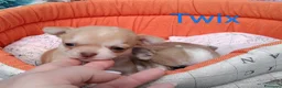 Chihuahua cani in vendita: Maschietti chihuahua pelo corto  - Annuncio 3