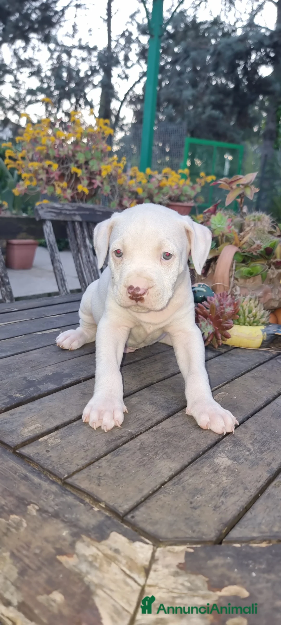 American Staffordshire cani in vendita: Cucciolo Amstaff Bianco con pedigree Italia  - Annuncio 1