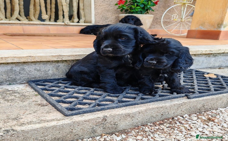 Cocker cani a Provincia di Perugia - Annuncio 1