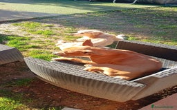 American Staffordshire cani in regalo: Cedo Amstaff maschio a Provincia di Bergamo - Immagine 7