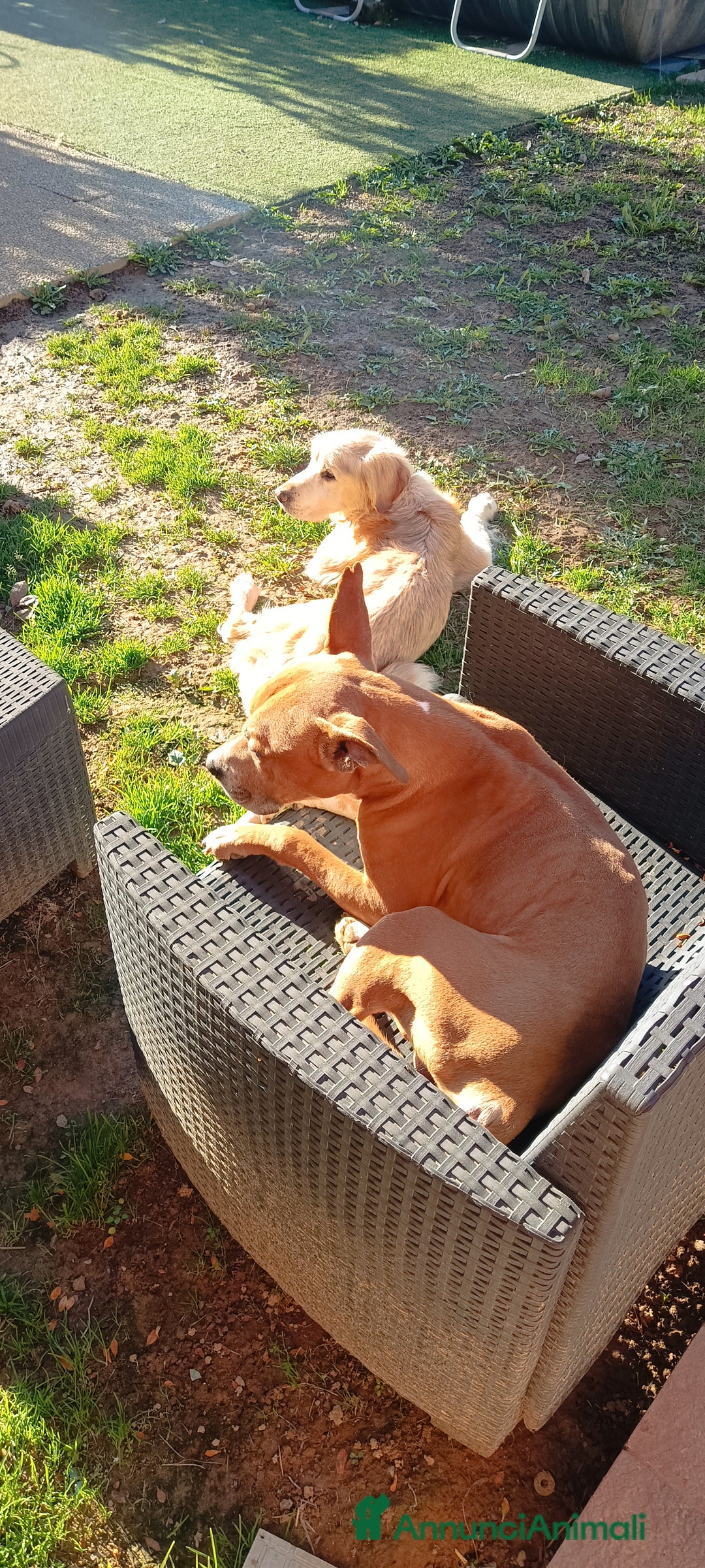 American Staffordshire cani in regalo: Cedo Amstaff maschio a Provincia di Bergamo - Immagine 7