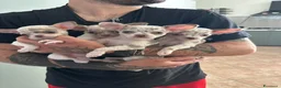 Chihuahua cani in vendita: Cuccioli chihuahua con il manto Arlecchino  a Provincia di Pavia - Annuncio 13