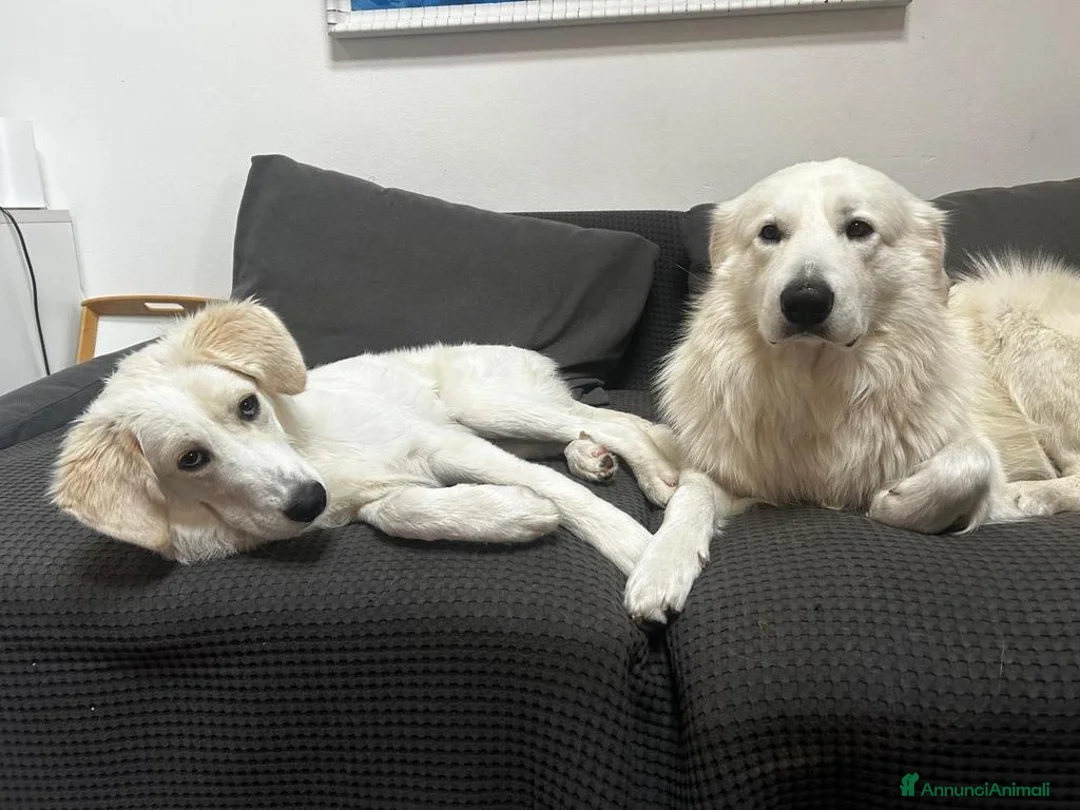 Meticcio cani in regalo: Paula: cucciolona socievole equilibrata  - Annuncio 7