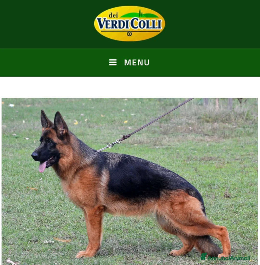 Pastore Tedesco cani in vendita: Pastore Tedesco cuccioli PEDIGREE ROSA  a Provincia di Perugia - Annuncio 2