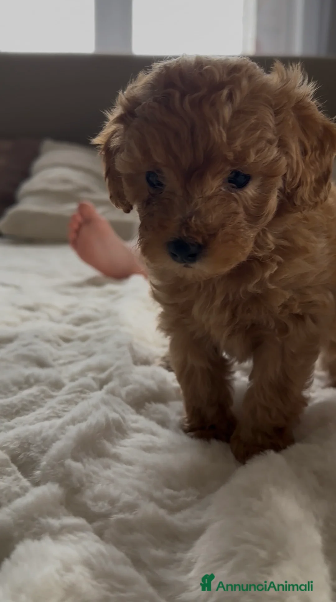 Barboncino cani in vendita: Barboncino nano❤️ - Annuncio 3