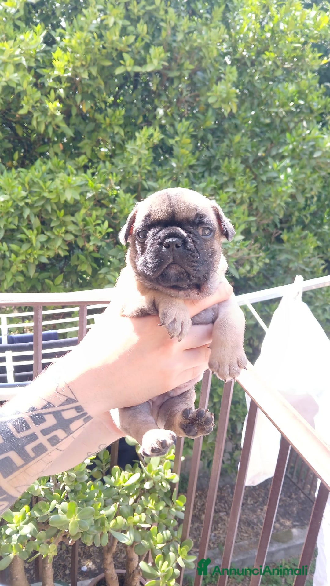 Bulldog Francese cani in vendita: cuccioli bulldog francese a Provincia di Avellino - Immagine 2