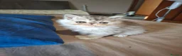 Persiano gatti in vendita: Persiani ipertipico - Annuncio 4