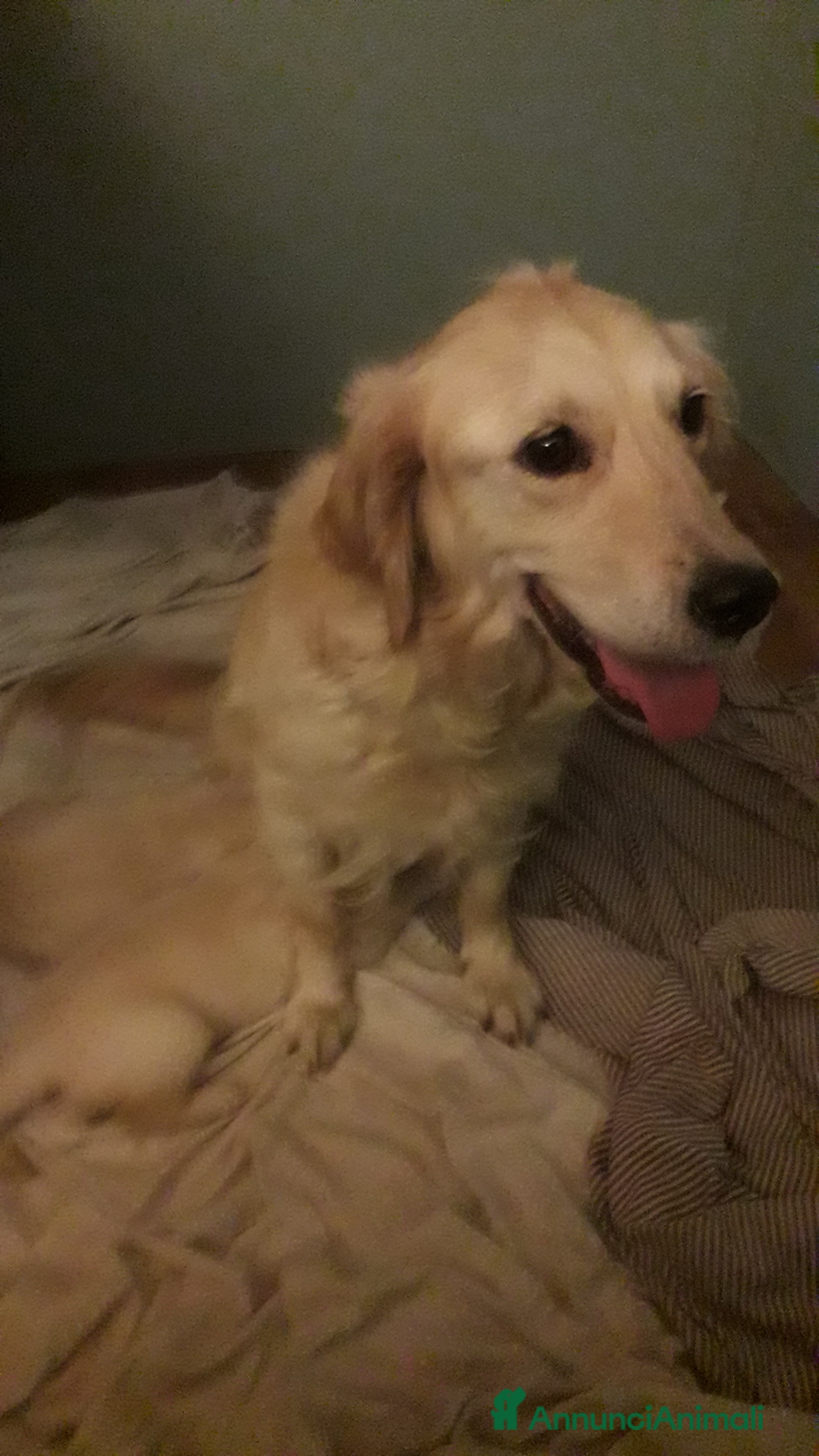 Golden Retriever cani Maschio di golden retriver angloamericano  - Annuncio 4