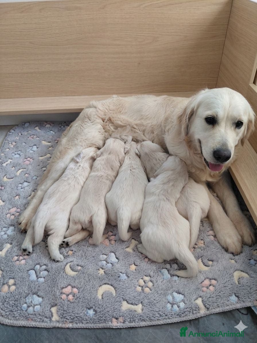 Golden Retriever cani Cucciolo Golden Retriever  - Annuncio 6