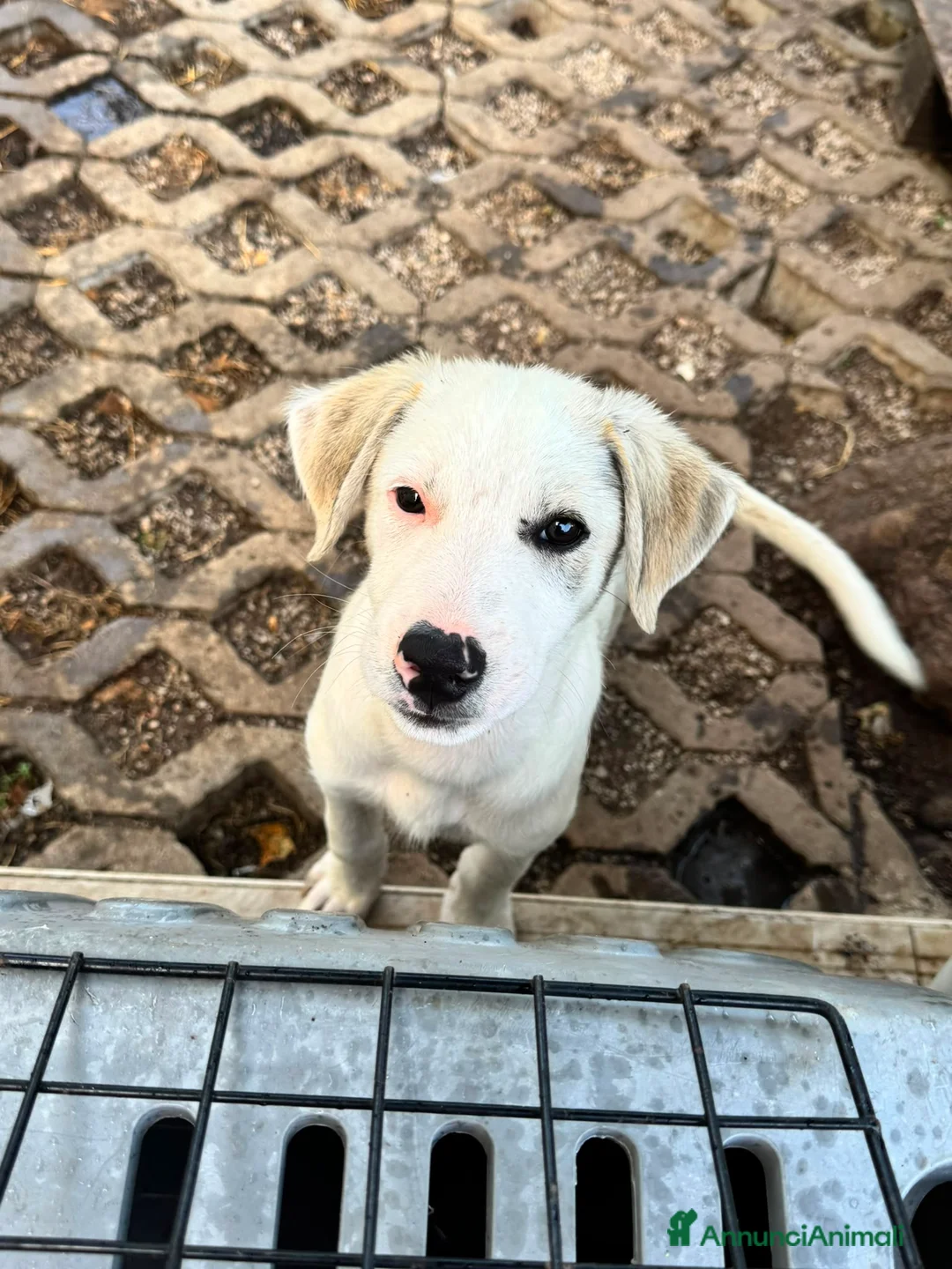 Meticcio cani in regalo: Grey  a Provincia di Sondrio - Annuncio 1