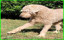 Lagotto cani in regalo: ALDO, DOLCE SIMIL LAGOTTINO 4 ANNI, UNA VITA NEGAT - Immagine 11