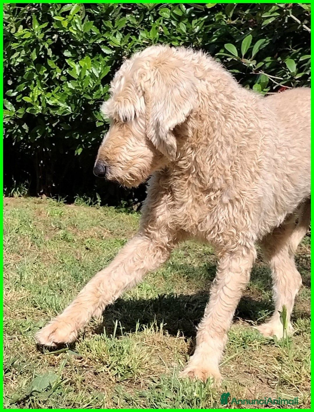 Lagotto cani in regalo: ALDO, DOLCE SIMIL LAGOTTINO 4 ANNI, UNA VITA NEGAT - Immagine 11